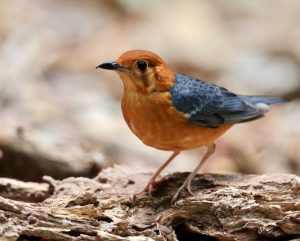 Orange-headed Thrush, 橙头地鸫, Geokichla citrina-gallery-