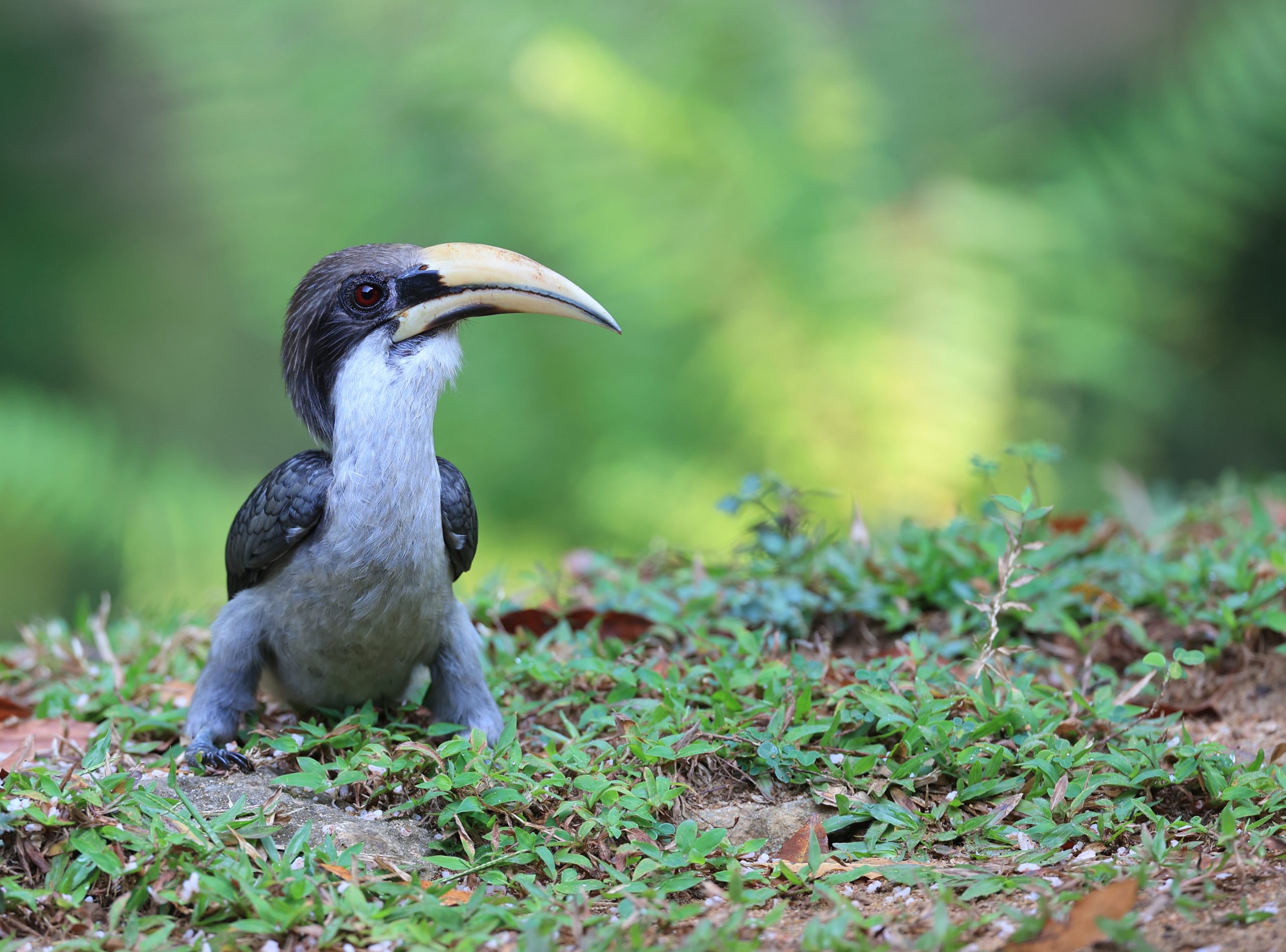 Pied Falconet, 白腿小隼, Microhierax melanoleucos