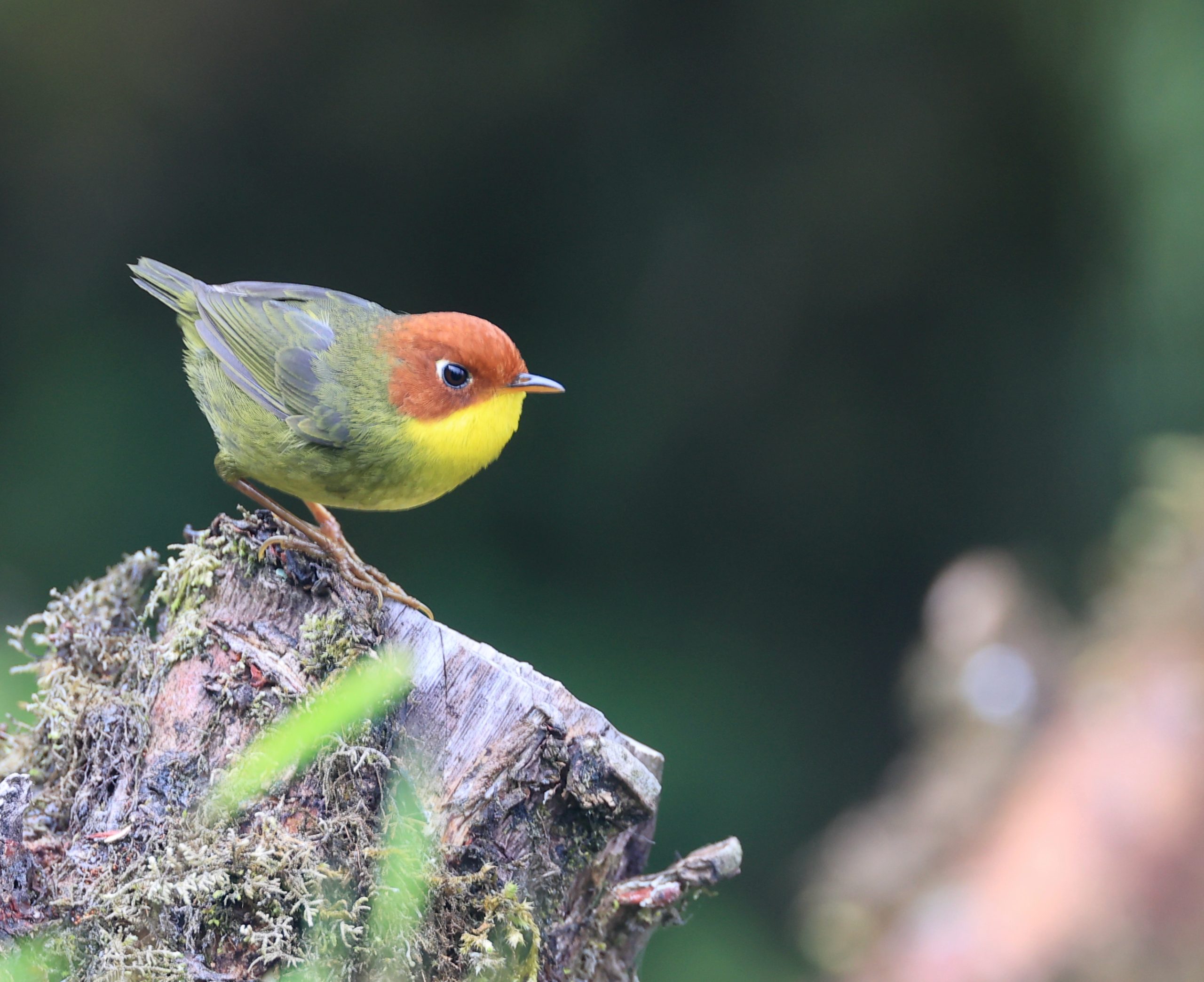 Black-billed Capercaillie, 黑嘴松鸡, Tetrao urogalloides