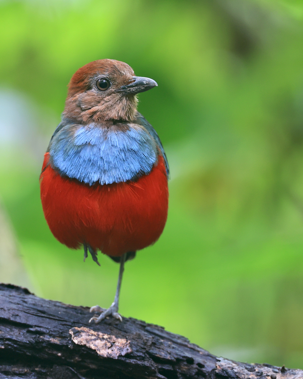 North Molucan Pitta, 北摩鹿加八色鸫, Erythropitta rufiventris 