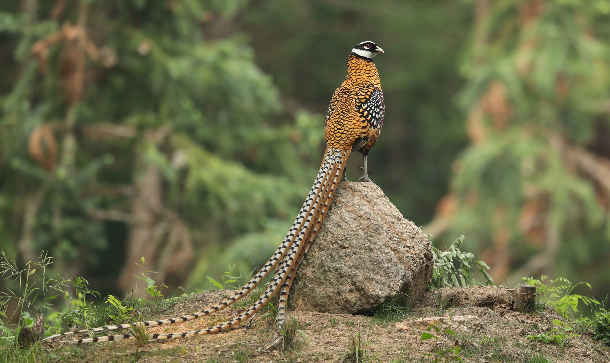 Indian Nightjar, 印度夜鹰, Caprimulgus asiaticus 