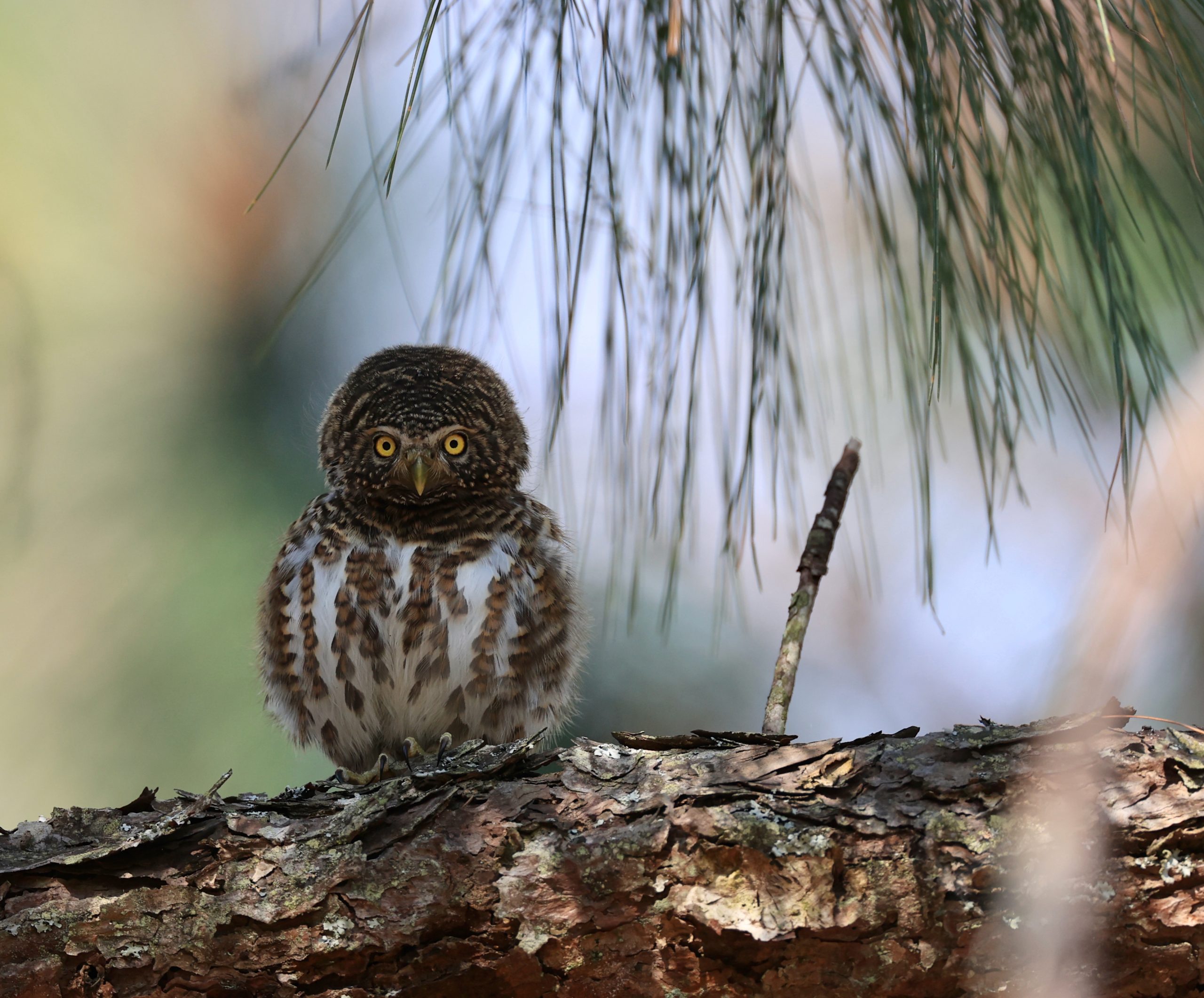 Australian Owlet-Nightjar, 澳洲裸鼻鸱, Aegotheles cristatus