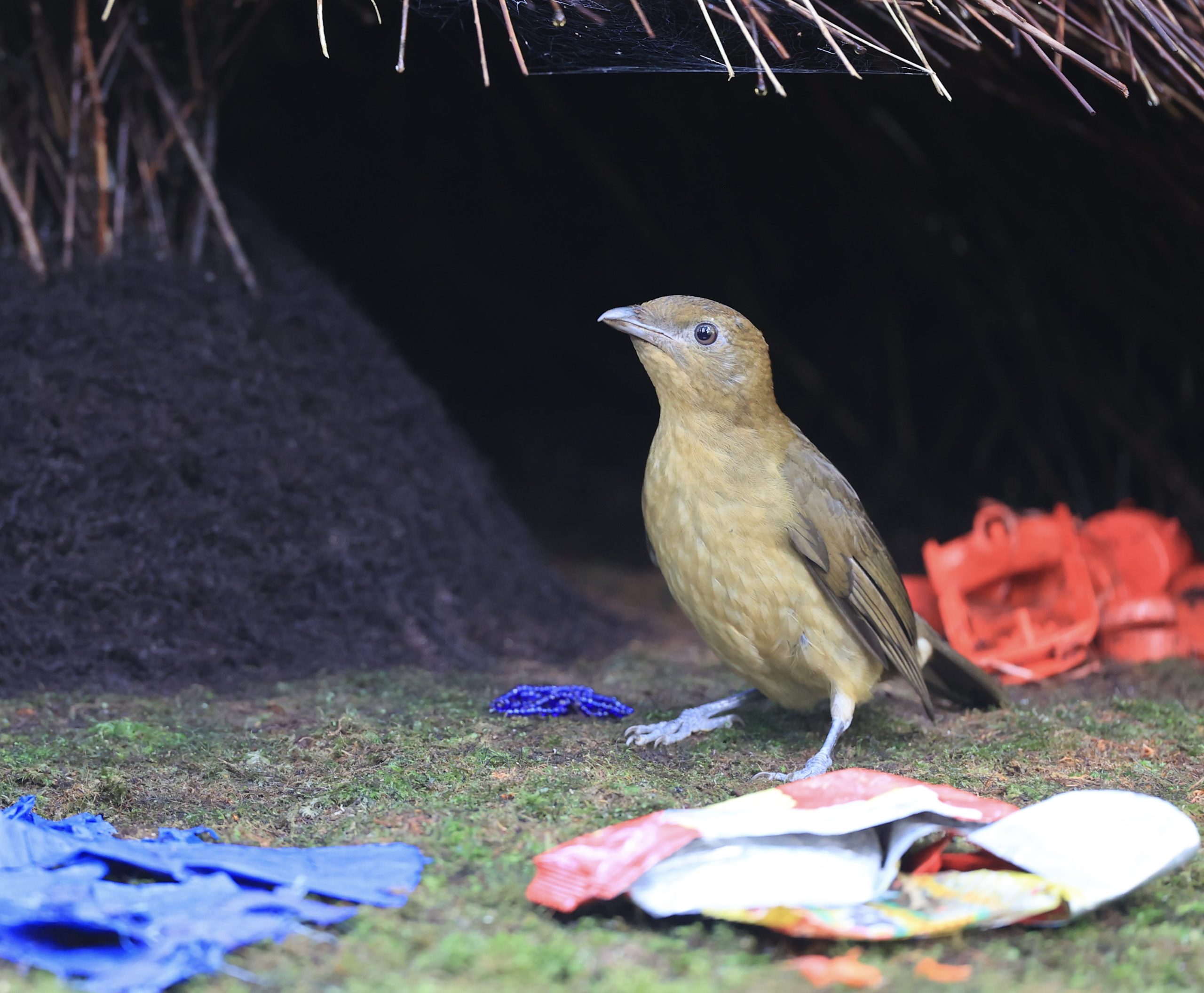 Chestnut-headed Tesia, 栗头地莺, Cettia castaneocoronata