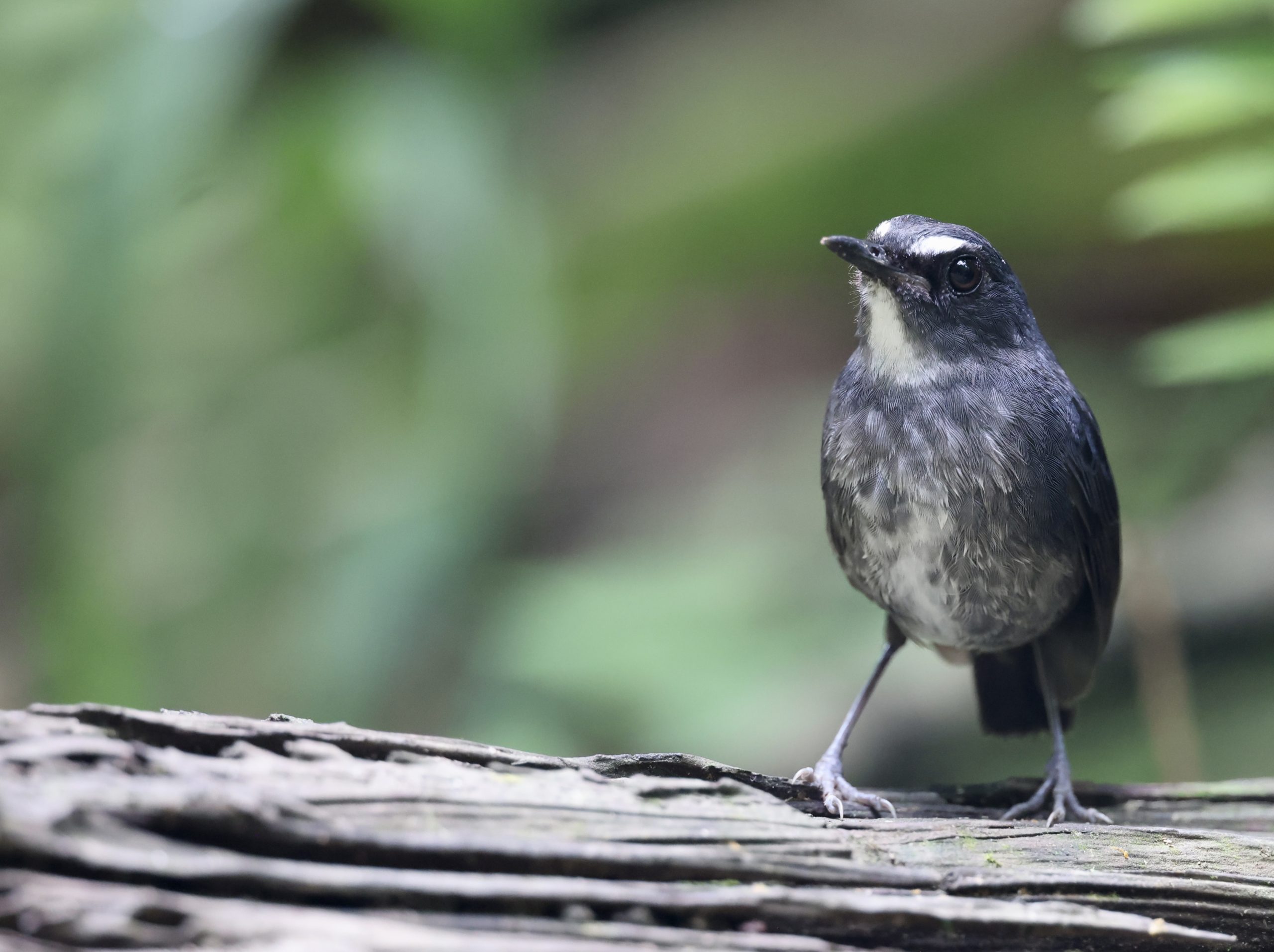 White-browed Fantail, 白眉扇尾鹟, Rhipidura aureola