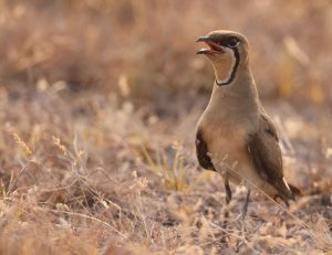 Black-winged Pratincole, 黑翅燕鸻, Glareola nordmanni-gallery-