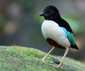 Ivory-breasted Pitta, 白胸八色鸫, Pitta maxima-gallery-