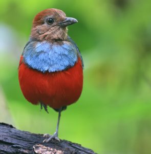 North Moluccan Pitta, 北摩鹿加八色鸫, Erythropitta rufiventris-gallery-