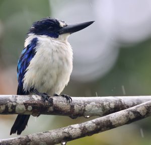 Blue-and-White Kingfisher, 摩鹿加翡翠, Todiramphus diops-gallery-