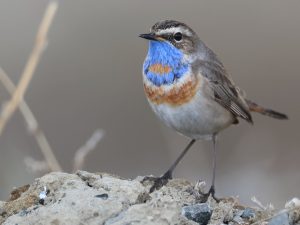 Bluethroat, 蓝喉歌鸲, Luscinia svecica-gallery-