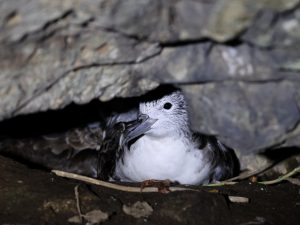 Streaked Shearwater, 白额鹱, Calonectris leucomelas-gallery-