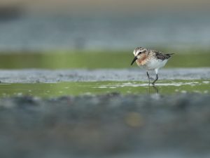 Red-necked Stint, 红颈滨鹬, Calidris ruficollis-gallery-