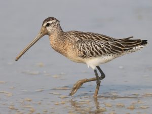 Asian Dowitcher, 半蹼鹬, Limnodromus semipalmatus-gallery-