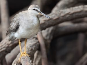 Grey-tailed Tattler, 灰尾漂鹬, Tringa brevipes-gallery-