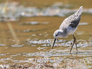 Marsh Sandpiper, 泽鹬, Tringa stagnatilis-gallery-