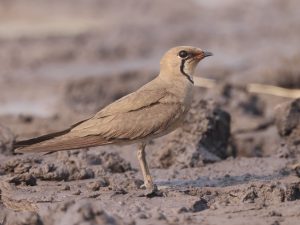 Oriental Pratincole, 普通燕鸻, Glareola maldivarum-gallery-