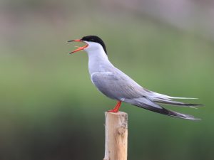 Common Tern, 普通燕鸥, Sterna hirundo-gallery-