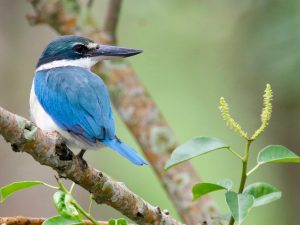 Collared Kingfisher, 白领翡翠, Todiramphus chloris-gallery-