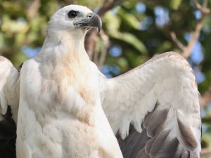 White-bellied Sea Eagle, 白腹海雕, Haliaeetus leucogaster-gallery-