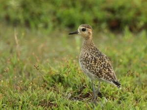 Pacific Golden Plover, 金斑鸻, Pluvialis fulva-gallery-