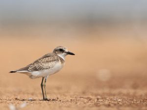 Greater Sand Plover, 铁嘴沙鸻, Charadrius leschenaultii-gallery-