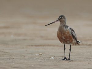 Bar-tailed Godwit, 斑尾塍鹬, Limosa lapponica-gallery-