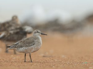 Red Knot, 红腹滨鹬, Calidris canutus-gallery-