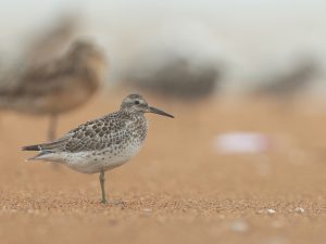 Great Knot, 大滨鹬, Calidris tenuirostris-gallery-