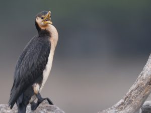 Little Pied Cormorant, 小斑鸬鹚, Microcarbo melanoleucos-gallery-