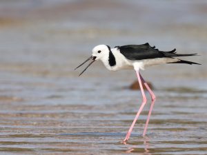 Black-necked Stilt, 黑颈长脚鹬, Himantopus mexicanus-gallery-