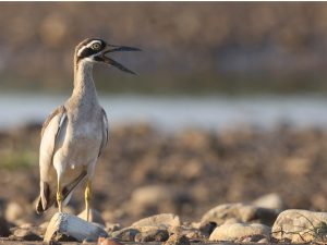 Beach Stone Curlew, 石鸻, Esacus magnirostris-gallery-