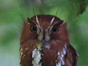 Feline Owlet-Nightjar, 大裸鼻鸱, Aegotheles insignis-gallery-