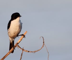 Jerdon’s Bush Chat, 黑白林䳭, Saxicola jerdoni-gallery-