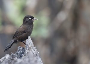 Sooty Babbler, 乌穗鹛, Stachyris herberti-gallery-