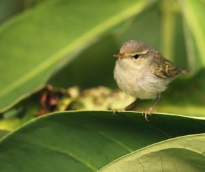 Two-barred Warbler, 双斑绿柳莺, Phylloscopus plumbeitarsus-gallery-