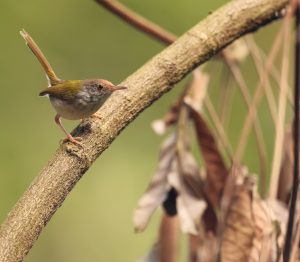 Common Tailorbird, 长尾缝叶莺, Orthotomus sutorius-gallery-