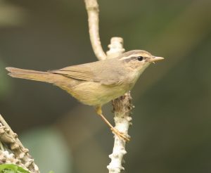 Radde's Warbler, 巨嘴柳莺, Phylloscopus schwarzi-gallery-