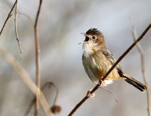 Golden-headed Cisticola, 金头扇尾莺, Cisticola exilis-gallery-