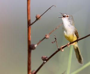 Yellow-bellied Prinia, 黄腹山鹪莺, Prinia flaviventris-gallery-