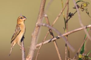 Asian Golden Weaver, 亚洲金织雀, Ploceus hypoxanthus-gallery-