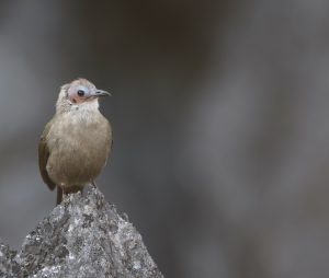 Bare-faced Bulbul, 睁眼鹎, Nok hualon-gallery-