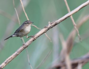 Dusky Warbler, 愒柳莺, Phylloscopus fuscatus-gallery-