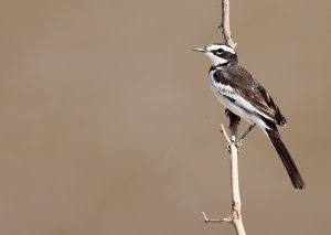 Mekong Wagtail, 湄公鹡鸰, Motacilla samveasnae-gallery-