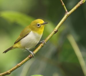 Lowland White-eye, 低地绣眼鸟, Zosterops meyeni-gallery-