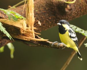 Elegant Tit, 丽色山雀, Pardaliparus elegans-gallery-