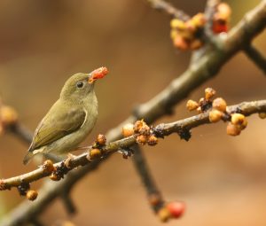 Buzzing Flowerpecker, 白腹啄花鸟, Dicaeum hypoleucum-gallery-