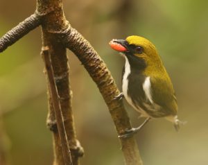 Olive-backed Flowerpecker, 绿背锯齿啄花鸟, Prionochilus olivaceus-gallery-