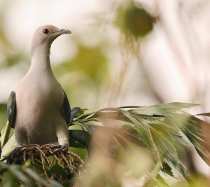 Green Imperial Pigeon, 绿皇鸠, Ducula aenea-gallery-