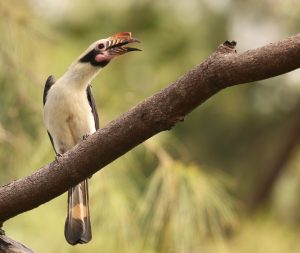 Luzon Hornbill, 吕宋犀鸟, Penelopides manillae-gallery-