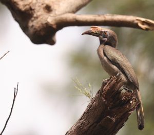 Luzon Hornbill, 吕宋犀鸟, Penelopides manillae-gallery-