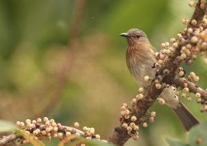 Philippine Bulbul, 菲律宾鹎, Hypsipetes philippinus-gallery-